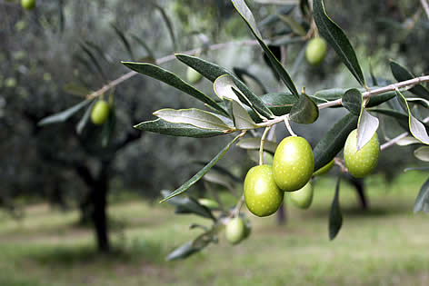 albero-ulivo-salento